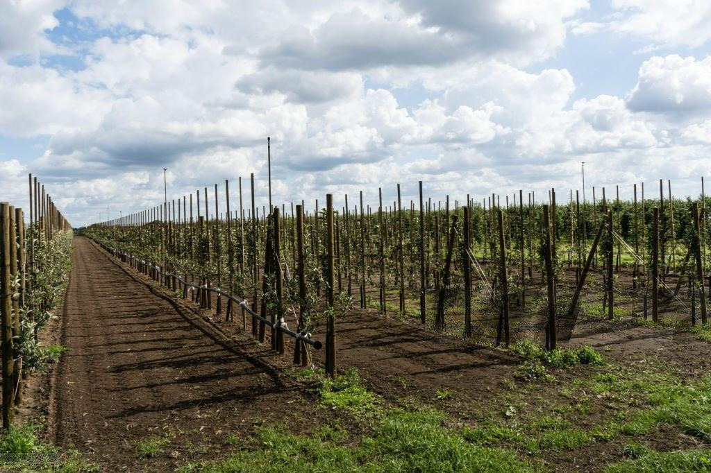 Nurturing Nurseries:   


Oranic maintains top standards in nursery setup, cultivating healthy apple trees with various varieties.


Read More