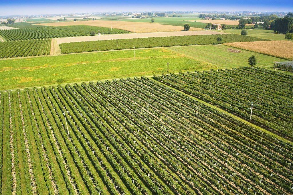 Expanding Orchards


Our focus is on efficient orchard layouts to optimize production and increase capacity.


Read More