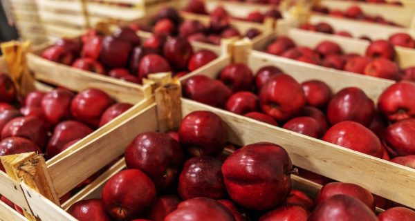 Expanding Orchards

Our focus is on efficient orchard layouts to optimize production and increase capacity.


Read More